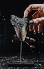 Зуб мегалодона 10,2 см