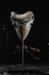 Зуб мегалодона 9,3 см