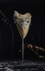 Зуб мегалодона 9,3 см