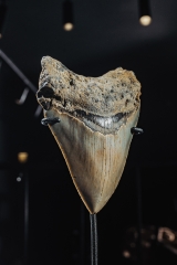 Зуб мегалодона 9,3 см