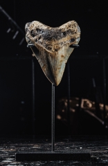 Зуб мегалодона 9 см