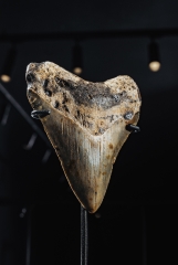 Зуб мегалодона 9 см