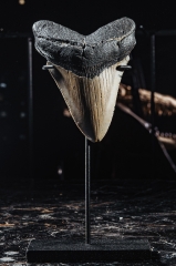 Зуб мегалодона 10,3 см