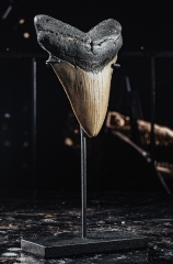 Зуб мегалодона 10,3 см