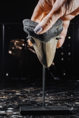 Зуб мегалодона 10,3 см