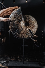 Аммонит Craspedodiscus discofalcatus