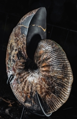 Аммонит Craspedodiscus discofalcatus