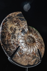 Аммонит Craspedodiscus discofalcatus