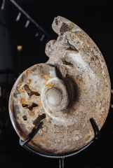 Аммонит Shloenbacchia sp.