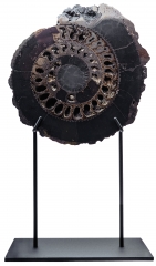 Аммонит Speetoniceras versicolor