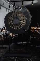 Аммонит Speetoniceras versicolor