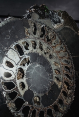 Аммонит Speetoniceras versicolor