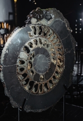 Аммонит Speetoniceras versicolor