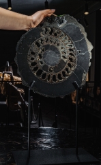 Аммонит Speetoniceras versicolor