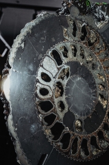 Аммонит Speetoniceras versicolor