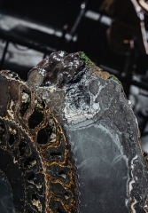 Аммонит Speetoniceras versicolor