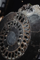 Аммонит Speetoniceras versicolor