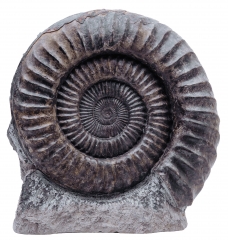 Аммонит Arietites bucklandi