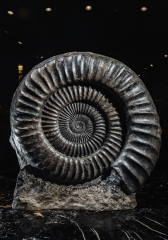 Аммонит Arietites bucklandi