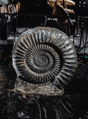 Аммонит Arietites bucklandi