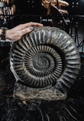 Аммонит Arietites bucklandi