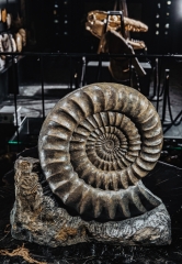 Аммонит Arietites bucklandi