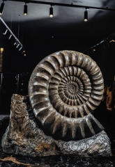 Аммонит Arietites bucklandi