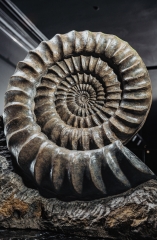 Аммонит Arietites bucklandi