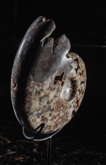 Аммонит Shloenbacchia sp.