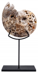 Аммонит Shloenbacchia sp.