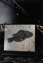 Рыба Priscacara serrata