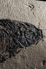 Рыба Priscacara serrata