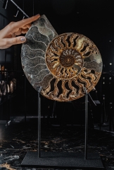 Аммонит Cleoniceras sp.