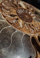 Аммонит Cleoniceras sp.