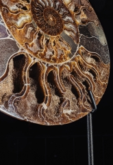 Аммонит Cleoniceras sp.