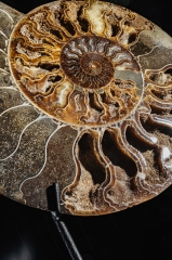 Аммонит Cleoniceras sp.