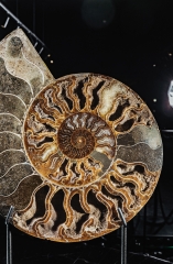 Аммонит Cleoniceras sp.