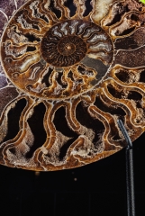 Аммонит Cleoniceras sp.