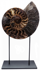 Аммонит Cleoniceras sp.