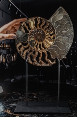 Аммонит Cleoniceras sp.