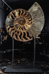 Аммонит Cleoniceras sp.