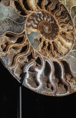 Аммонит Cleoniceras sp.