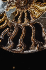 Аммонит Cleoniceras sp.