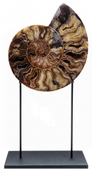 Аммонит Cleoniceras sp.