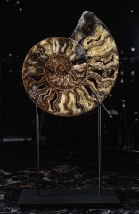 Аммонит Cleoniceras sp.