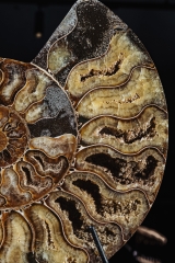 Аммонит Cleoniceras sp.