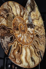 Аммонит Cleoniceras sp.