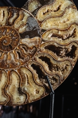 Аммонит Cleoniceras sp.