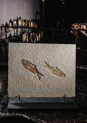 Рыбы Knightia sp.