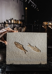 Рыбы Knightia sp.